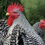 Роскошный шатер Stenbaekgard - Farm Glamping *