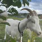 Stenbaekgard - Farm Glamping