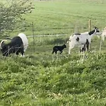 Stenbaekgard - Farm Glamping * Hojslev