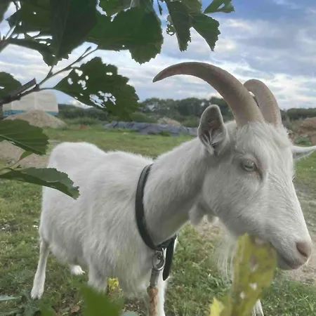 Stenbaekgard - Farm Glamping