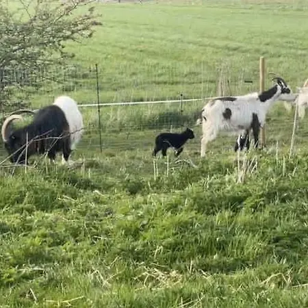 Stenbaekgard - Farm Glamping * Højslev