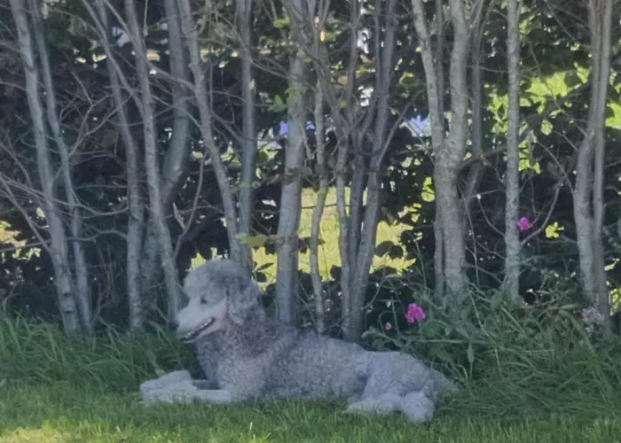 럭셔리텐트 Stenbaekgard - Farm Glamping *