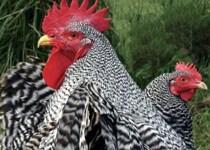 럭셔리텐트 Stenbaekgard - Farm Glamping *