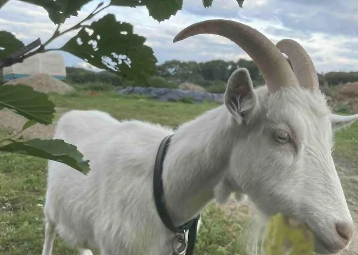 Stenbaekgard - Farm Glamping
